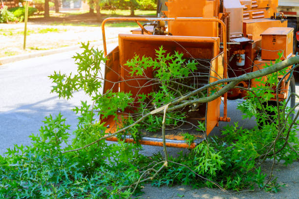 Reliable Sandy, UT Tree Care Services Solutions